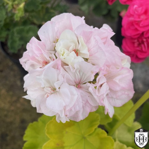 Pelargonium 'Trondheim' - Pelargoon 'Trondheim' P9/0,55L